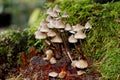 Mycenacea Mushrooms, Battle Ground Lake State Park, Battle Ground, Washington, USA Royalty Free Stock Photo